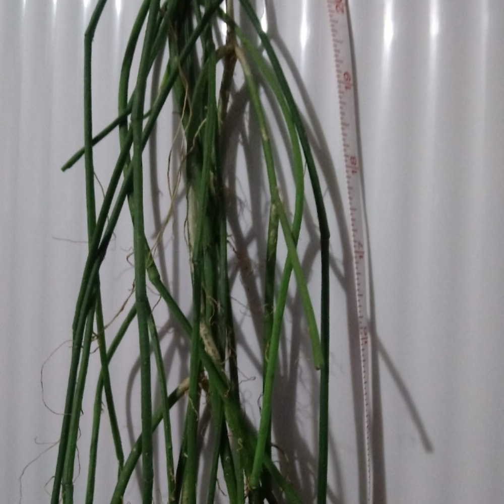 Rhipsalis